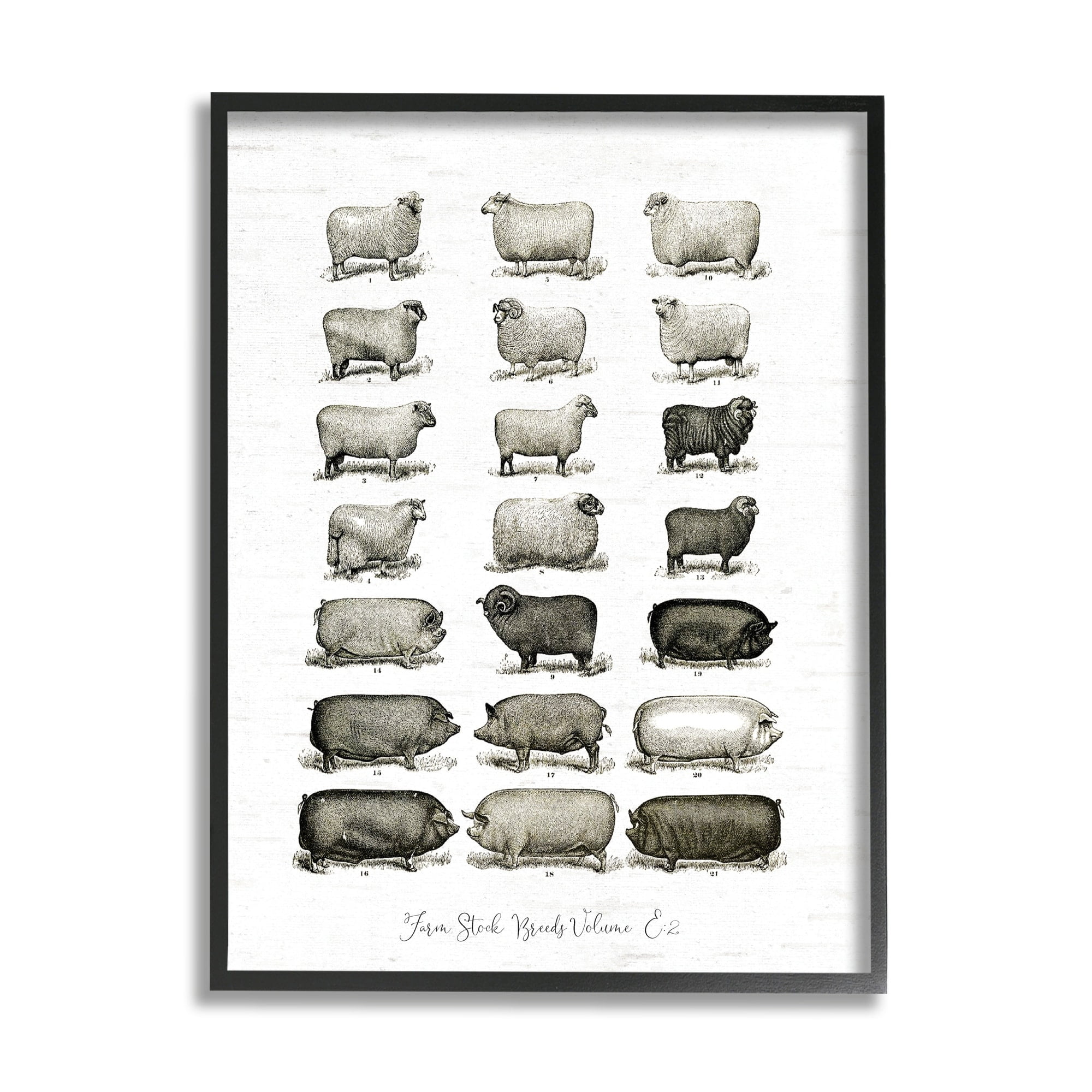 Stupell Industries Farm Animal Breeds Pigs Sheep Diagram Chart Graphic Art Black Framed Art Print Wall Art, Design by Lettered and Lined