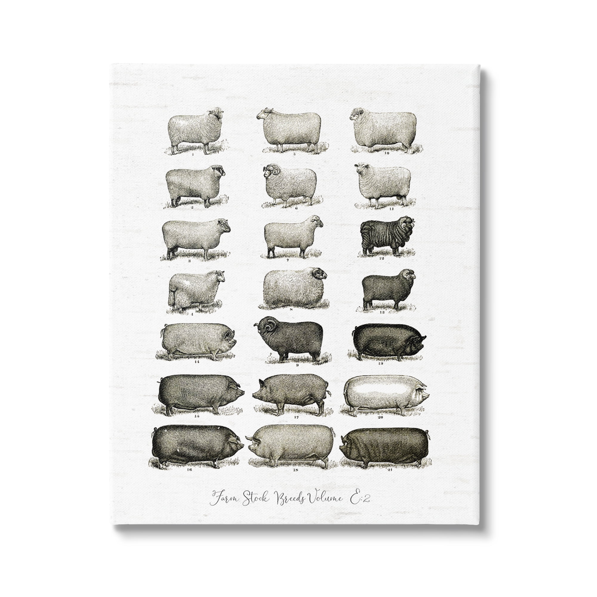 Stupell Industries Farm Animal Breeds Pigs Sheep Diagram Chart Graphic Art Gallery Wrapped Canvas Print Wall Art, Design by Lettered and Lined