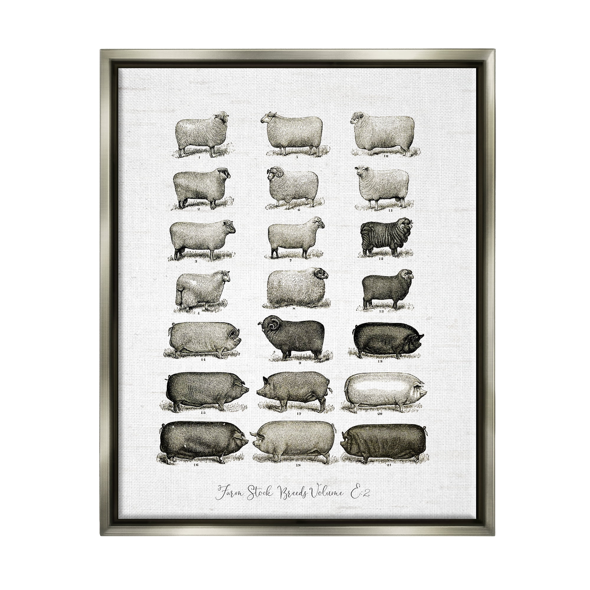 Stupell Industries Farm Animal Breeds Pigs Sheep Diagram Chart Graphic Art Luster Gray Floating Framed Canvas Print Wall Art, Design by Lettered and Lined