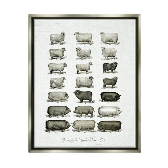 Stupell Industries Farm Animal Breeds Pigs Sheep Diagram Chart Graphic Art Luster Gray Floating Framed Canvas Print Wall Art, Design by Lettered and Lined
