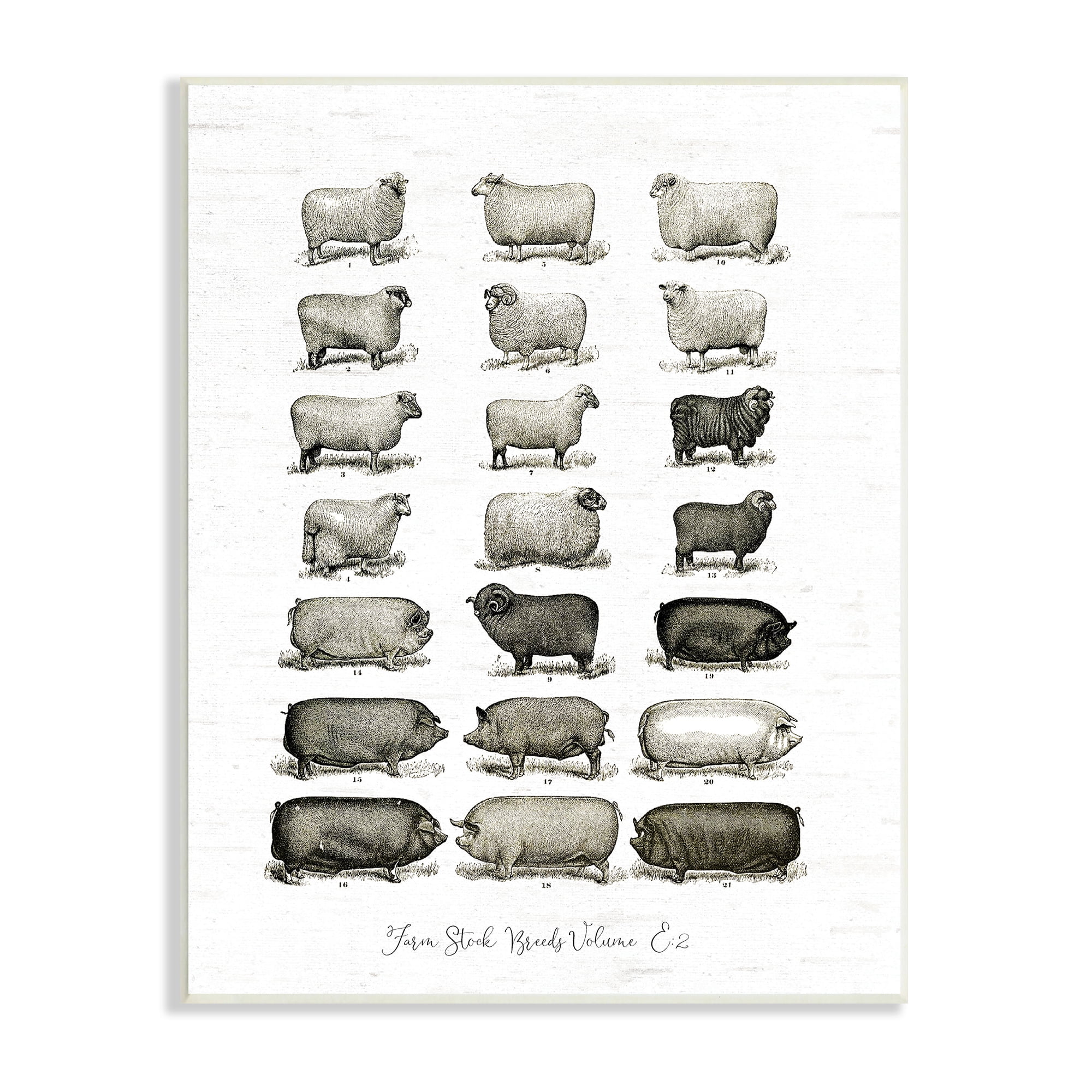 Stupell Industries Farm Animal Breeds Pigs Sheep Diagram Chart Graphic Art Unframed Art Print Wall Art, Design by Lettered and Lined