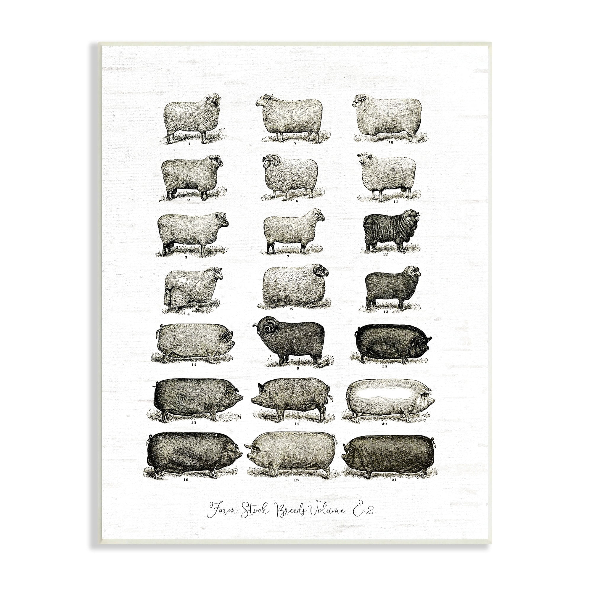 Stupell Industries Farm Animal Breeds Pigs Sheep Diagram Chart Graphic Art Unframed Art Print Wall Art, Design by Lettered and Lined
