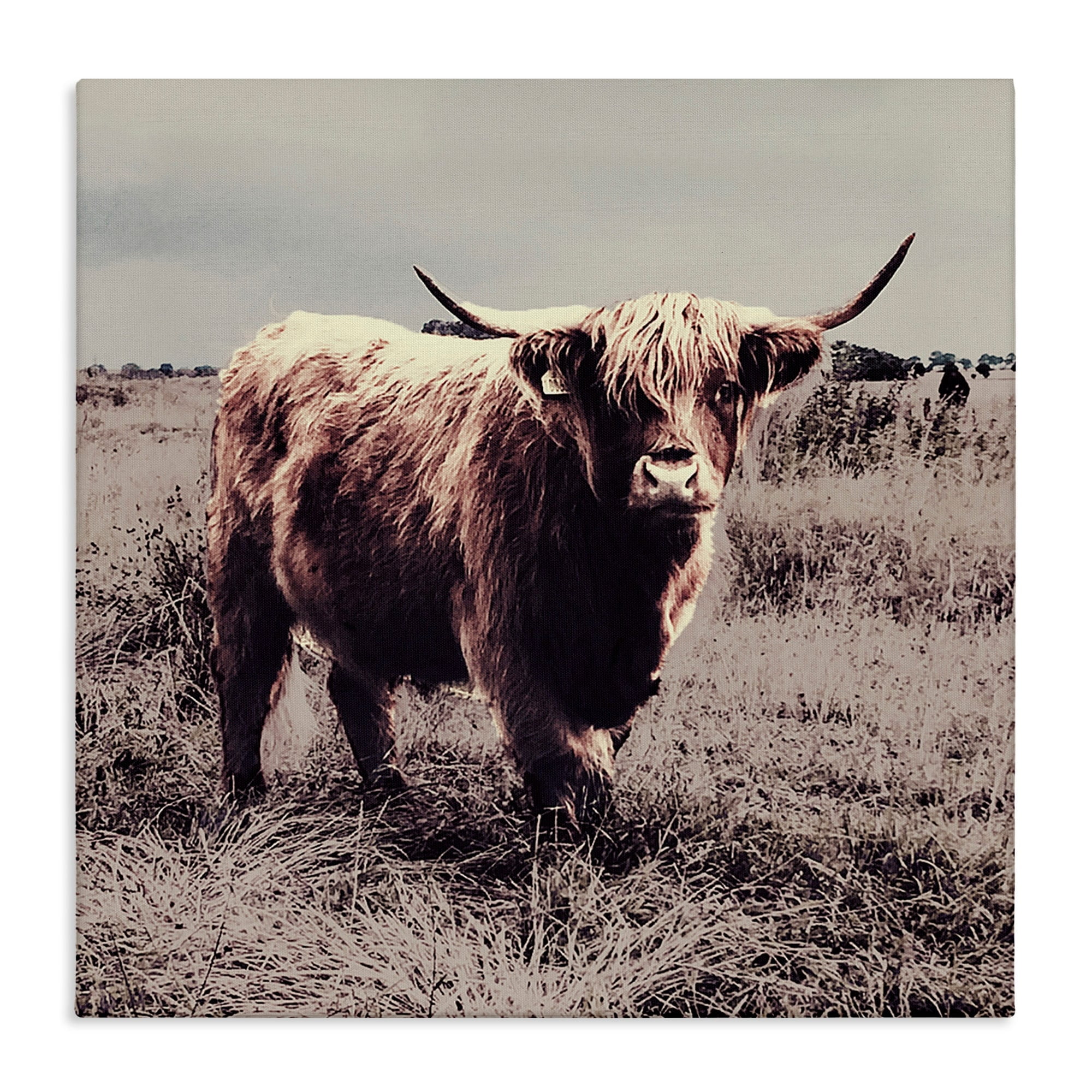 Stupell Industries Farm Cattle Rustic Vintage Styling Muted Tones,24 x 24,Designed by SD Graphics Studio