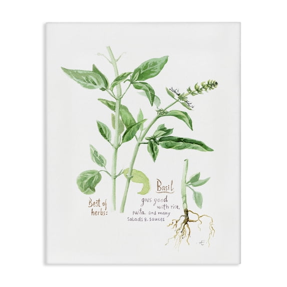 Stupell Industries Farmhouse Basil Plant Best Of Herbs Watercolor Garden Greens Canvas Art, 16 x 20, by Verbrugge Watercolor
