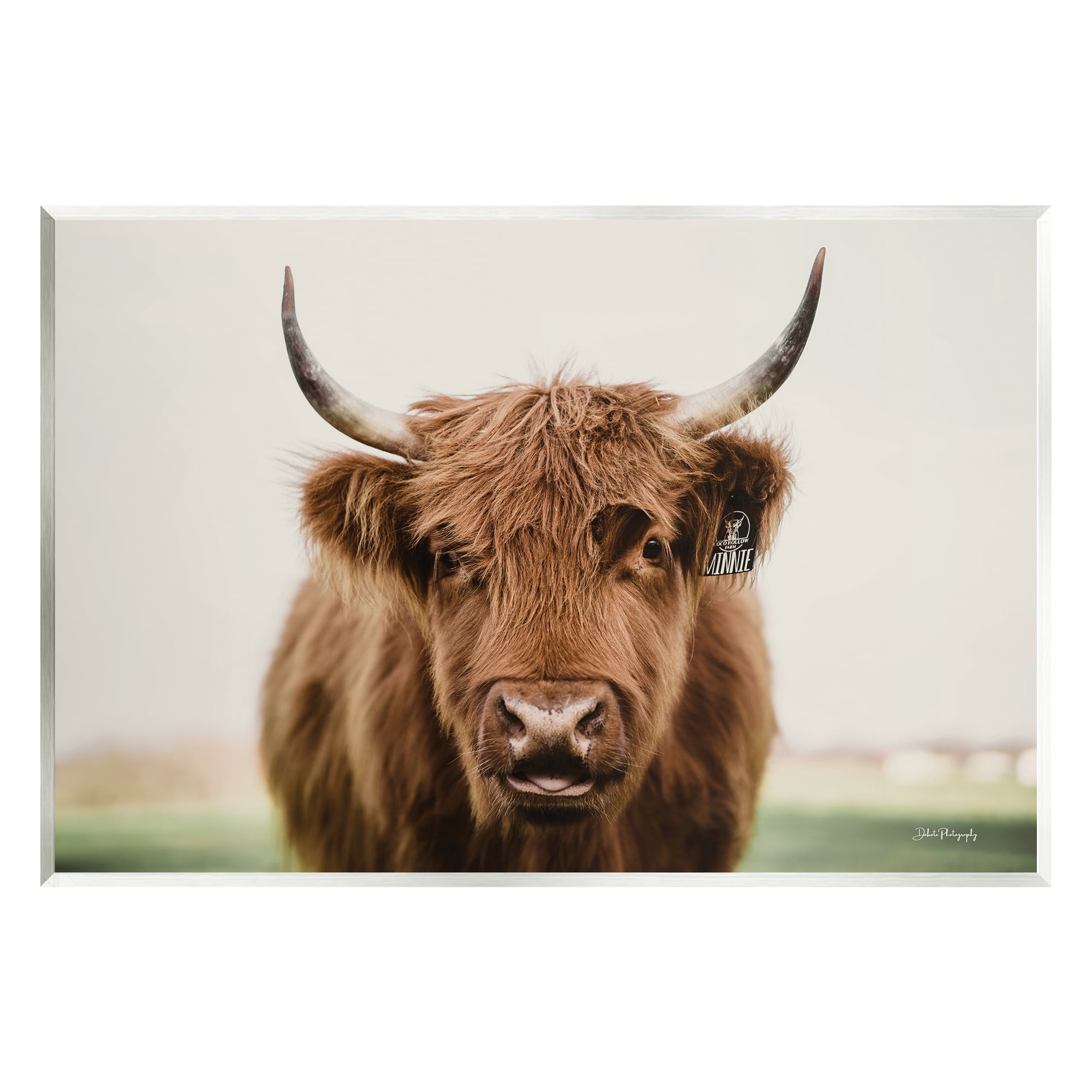 Stupell Industries Farmhouse Cattle Photography Animals & Insects Photography Unframed Art Print Wall Art, 19 x 13