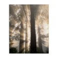 thumbnail image 1 of Stupell Industries Farmhouse Sun Rays Woodland Trees View Canvas Art, 30 x 40, by Dennis Frates, 1 of 7