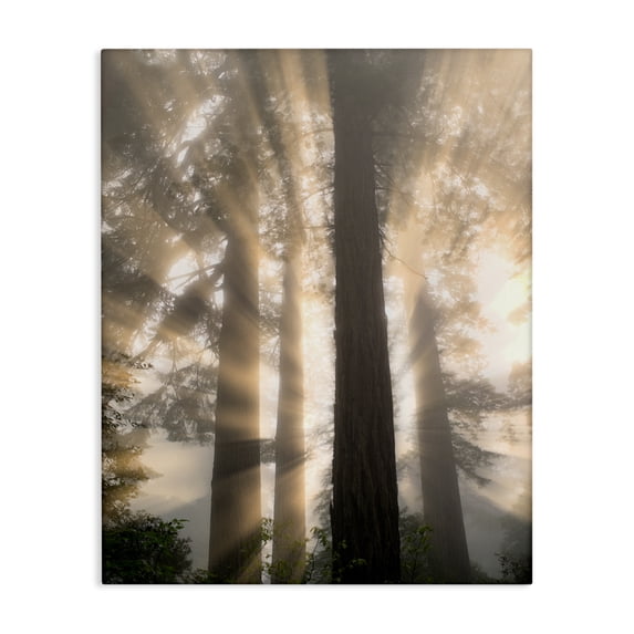 Stupell Industries Farmhouse Sun Rays Woodland Trees View Canvas Art, 30 x 40, by Dennis Frates