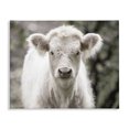 thumbnail image 1 of Stupell Industries Farmhouse White Cow Calf Portrait Canvas Art, 20 x 16, by Nathan Larson, 1 of 7