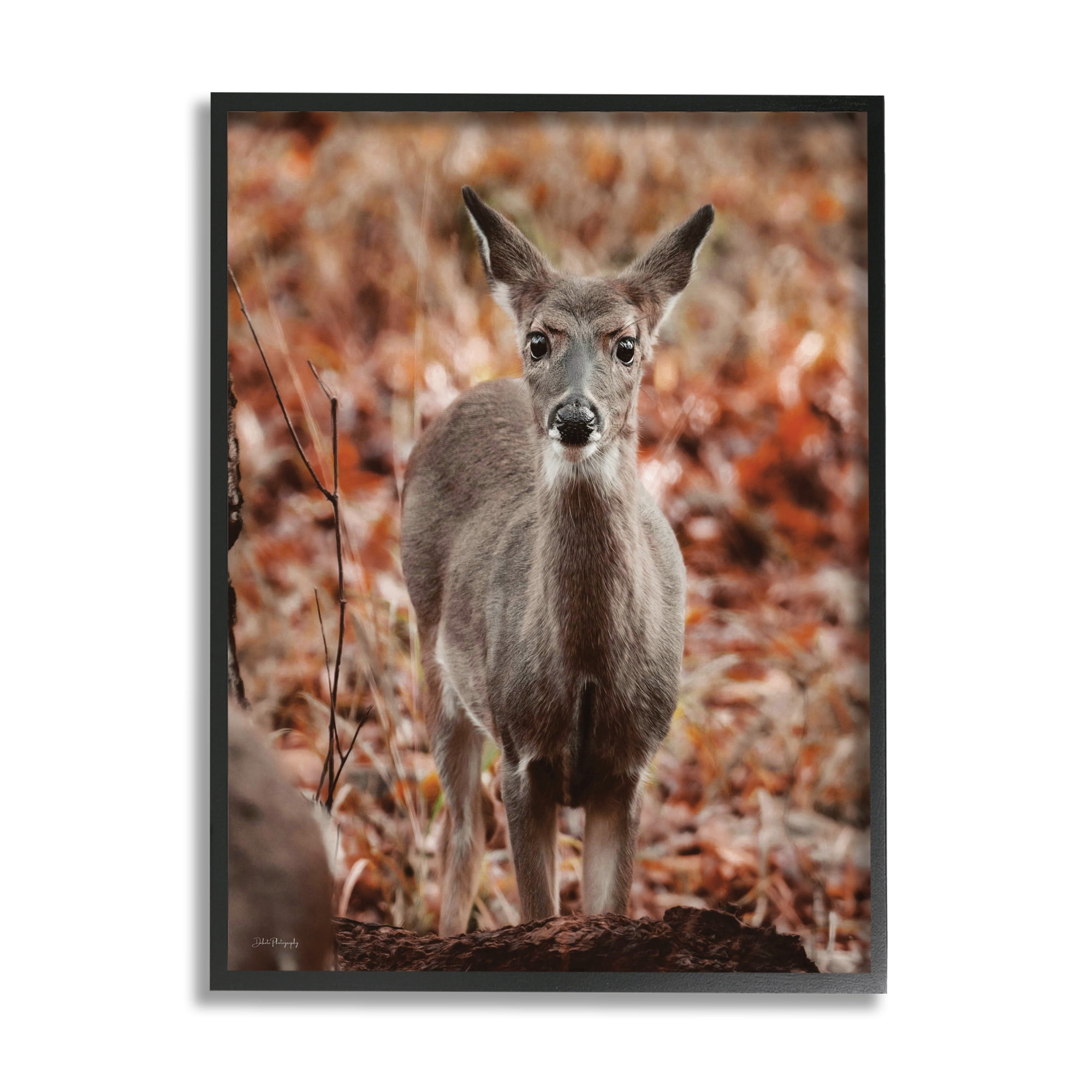 Stupell Industries Fawn in Autumn Nature Animals & Insects Photography Black Framed Art Print Wall Art, 16 x 20