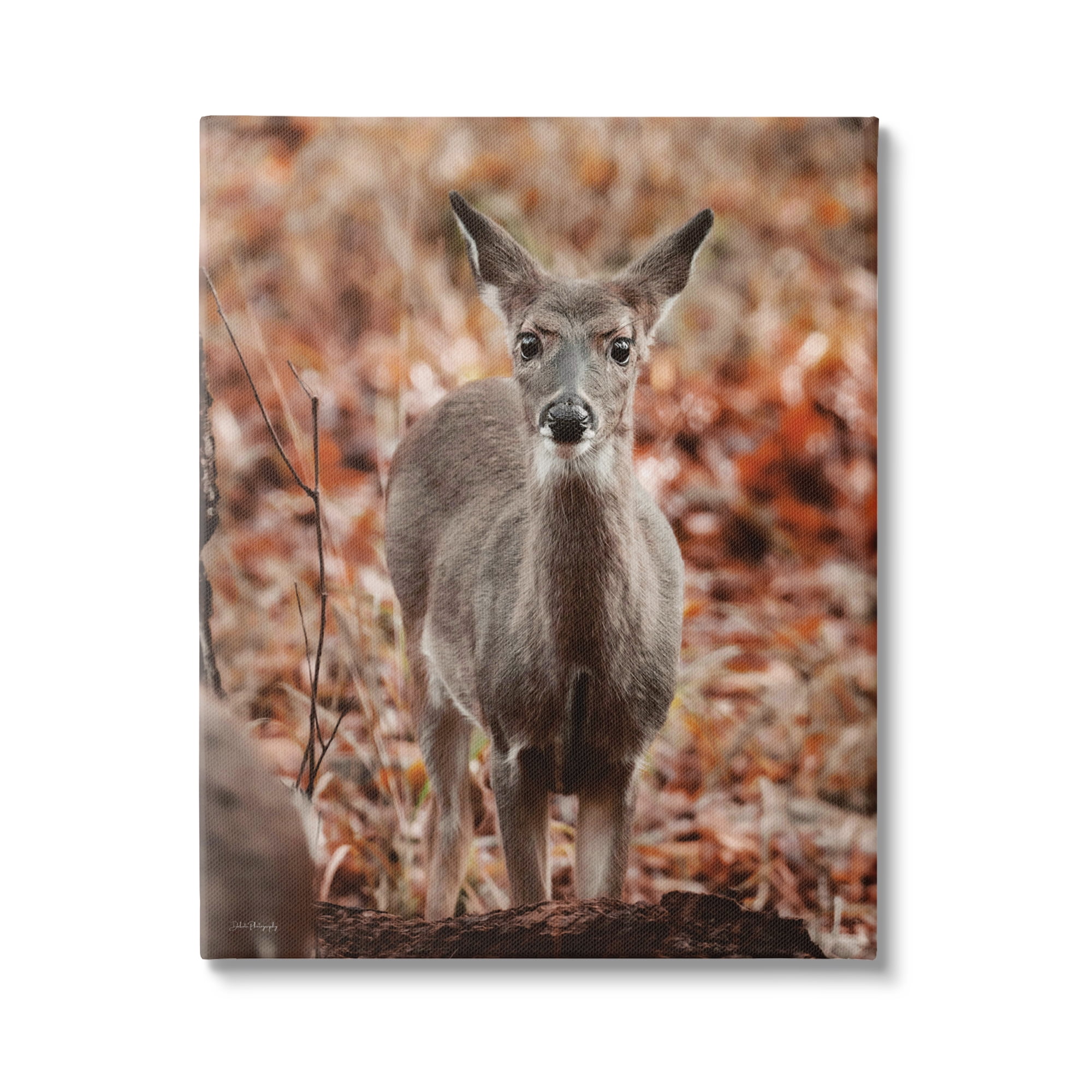 Stupell Industries Fawn in Autumn Nature Animals & Insects Photography Gallery Wrapped Canvas Print Wall Art, 16 x 20