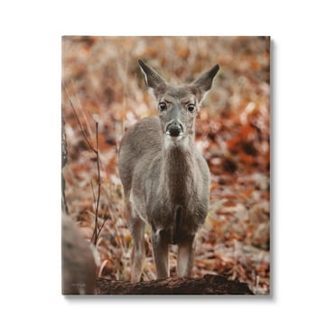 Stupell Industries Fawn in Autumn Nature Animals & Insects Photography Gallery Wrapped Canvas Print Wall Art, 16 x 20