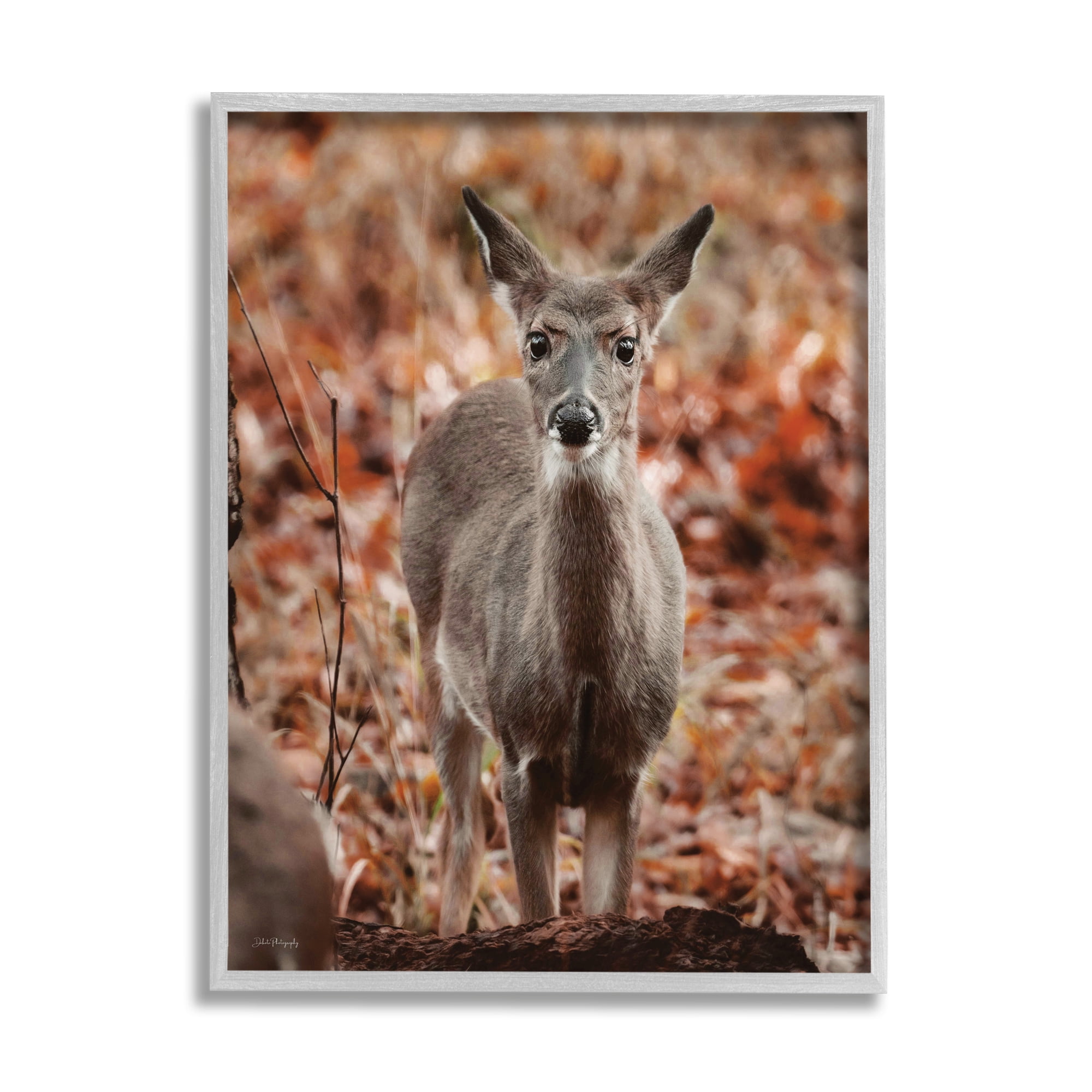 Stupell Industries Fawn in Autumn Nature Animals & Insects Photography Gray Framed Art Print Wall Art, 11 x 14