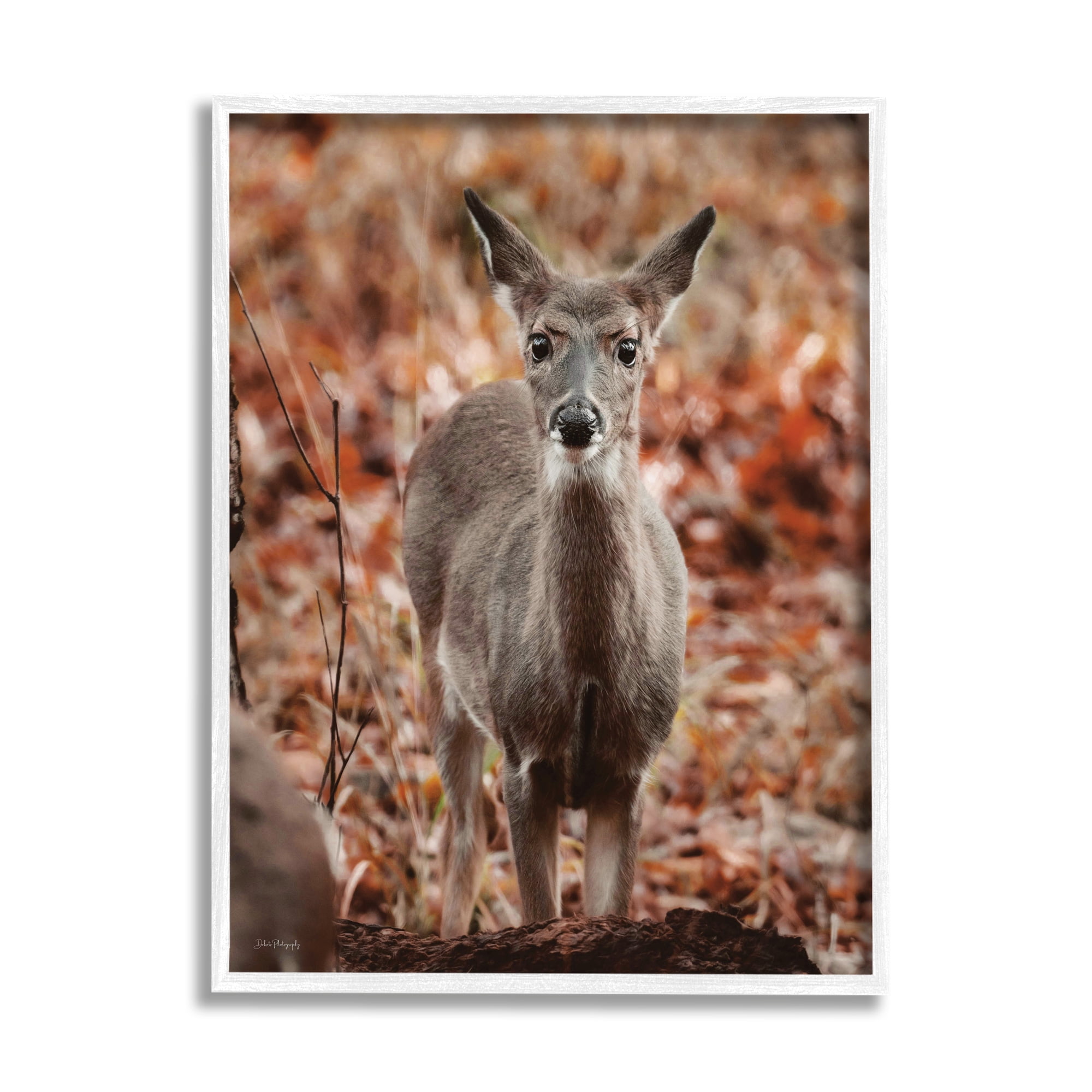 Stupell Industries Fawn in Autumn Nature Animals & Insects Photography White Framed Art Print Wall Art, 11 x 14