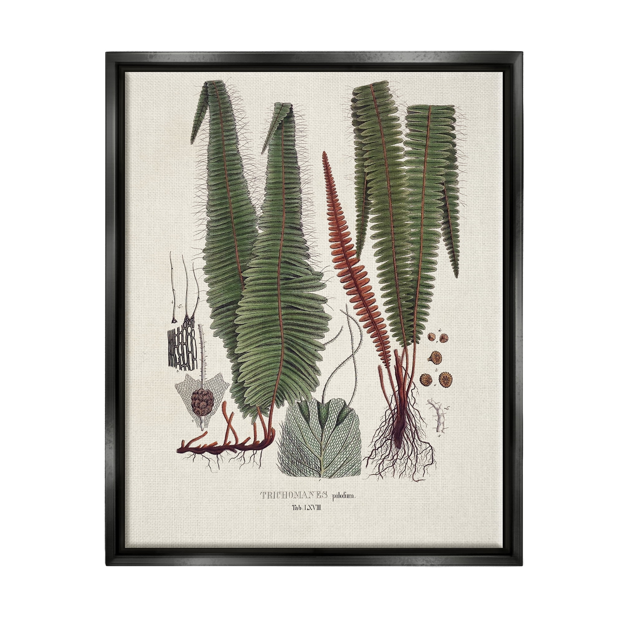 Stupell Industries Fern Latin Study Botanical & Floral Painting Black Floater Framed Canvas Art Print Wall Art, 17 x 21