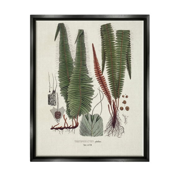 Stupell Industries Fern Latin Study Botanical & Floral Painting Black Floater Framed Canvas Art Print Wall Art, 25 x 31