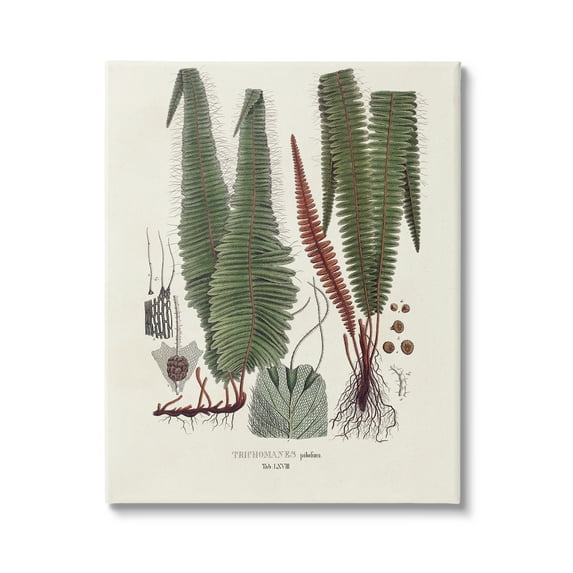 Stupell Industries Fern Latin Study Botanical & Floral Painting Gallery Wrapped Canvas Art Print Wall Art, 36 x 48