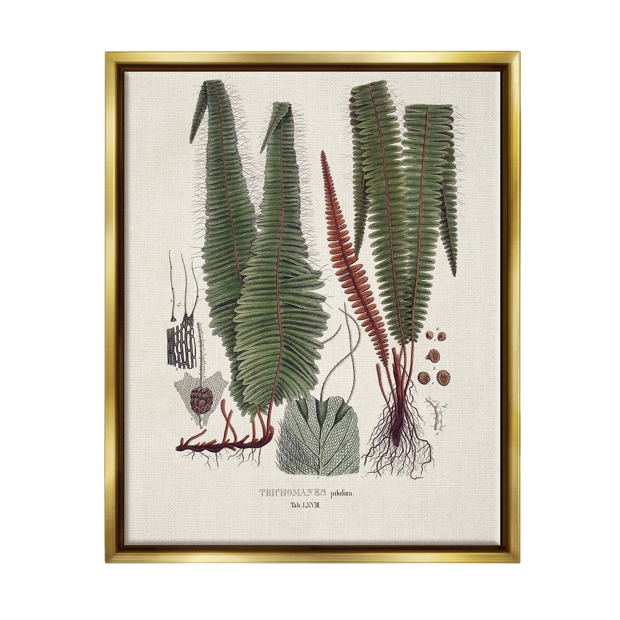 Stupell Industries Fern Latin Study Botanical & Floral Painting Gold Floater Framed Canvas Art Print Wall Art, 17 x 21