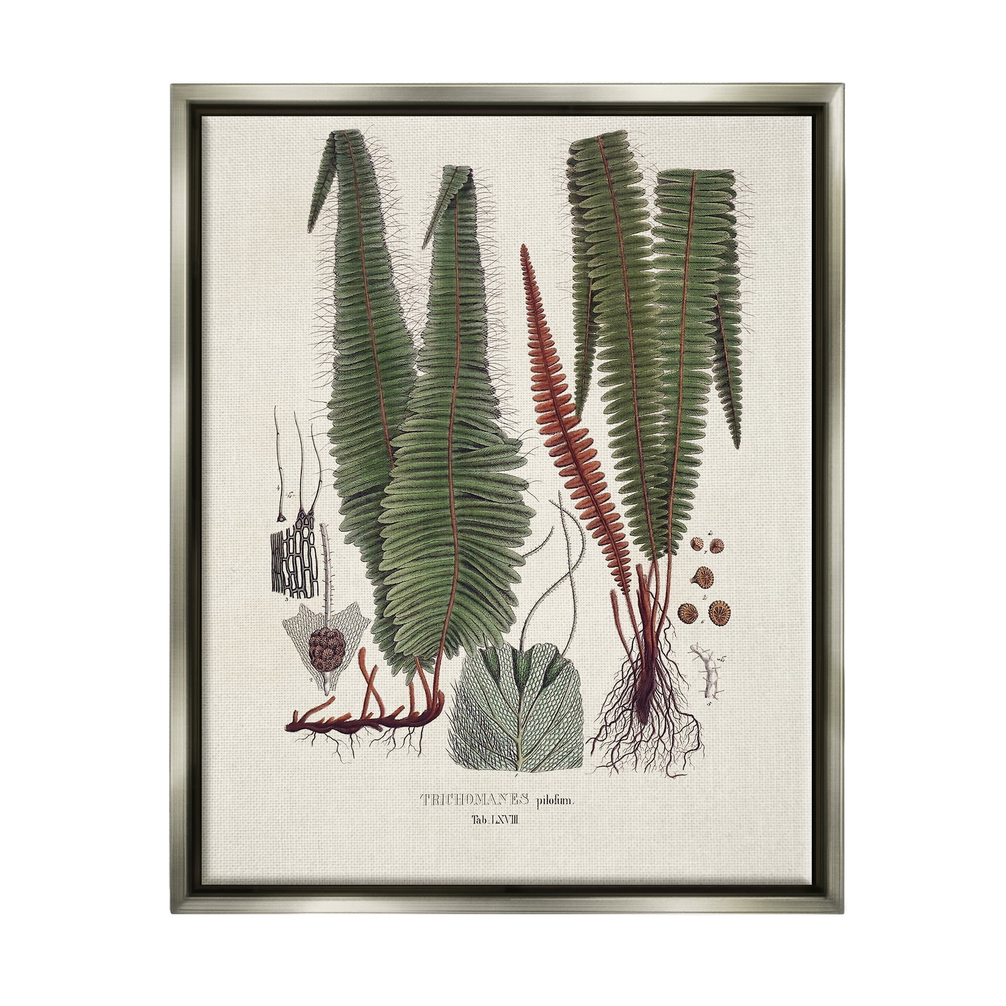 Stupell Industries Fern Latin Study Botanical & Floral Painting Gray Floater Framed Canvas Art Print Wall Art, 25 x 31