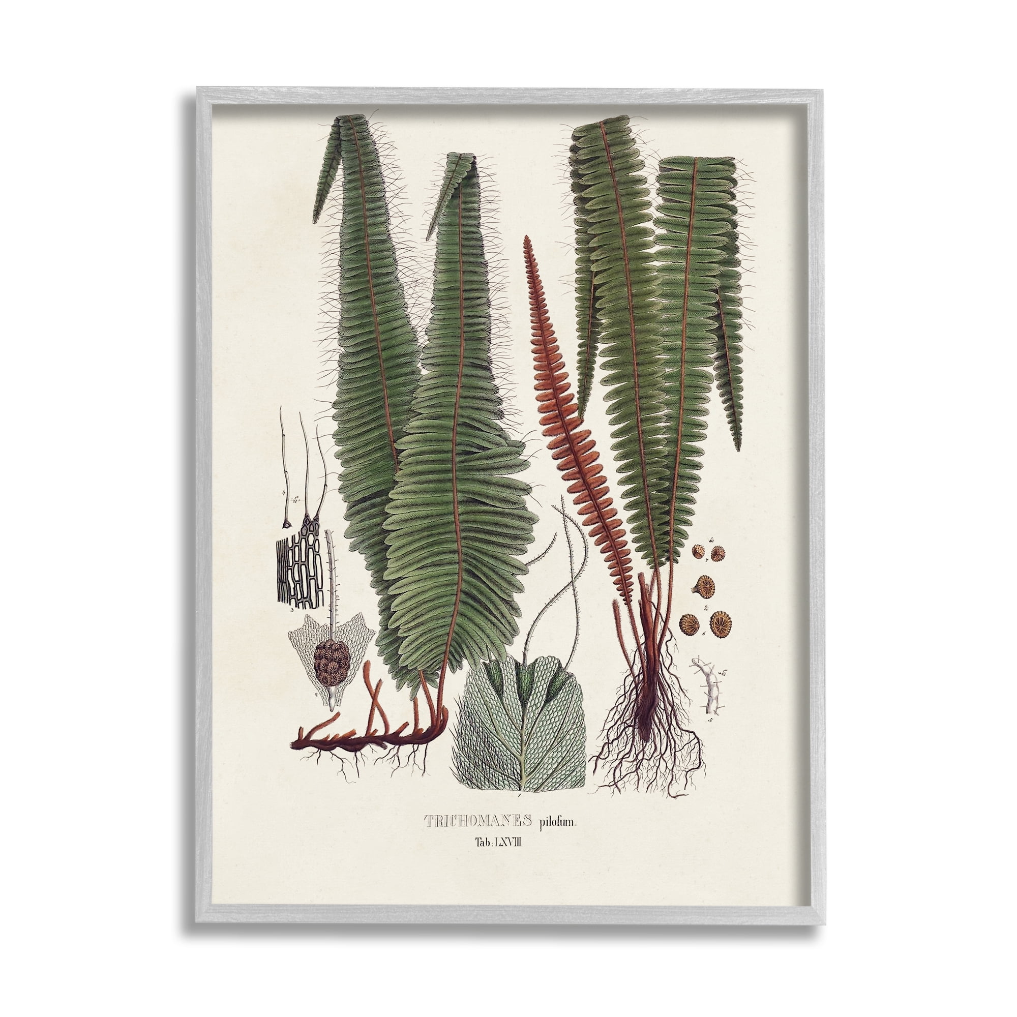 Stupell Industries Fern Latin Study Botanical & Floral Painting Gray Framed Art Print Wall Art, 24 x 30