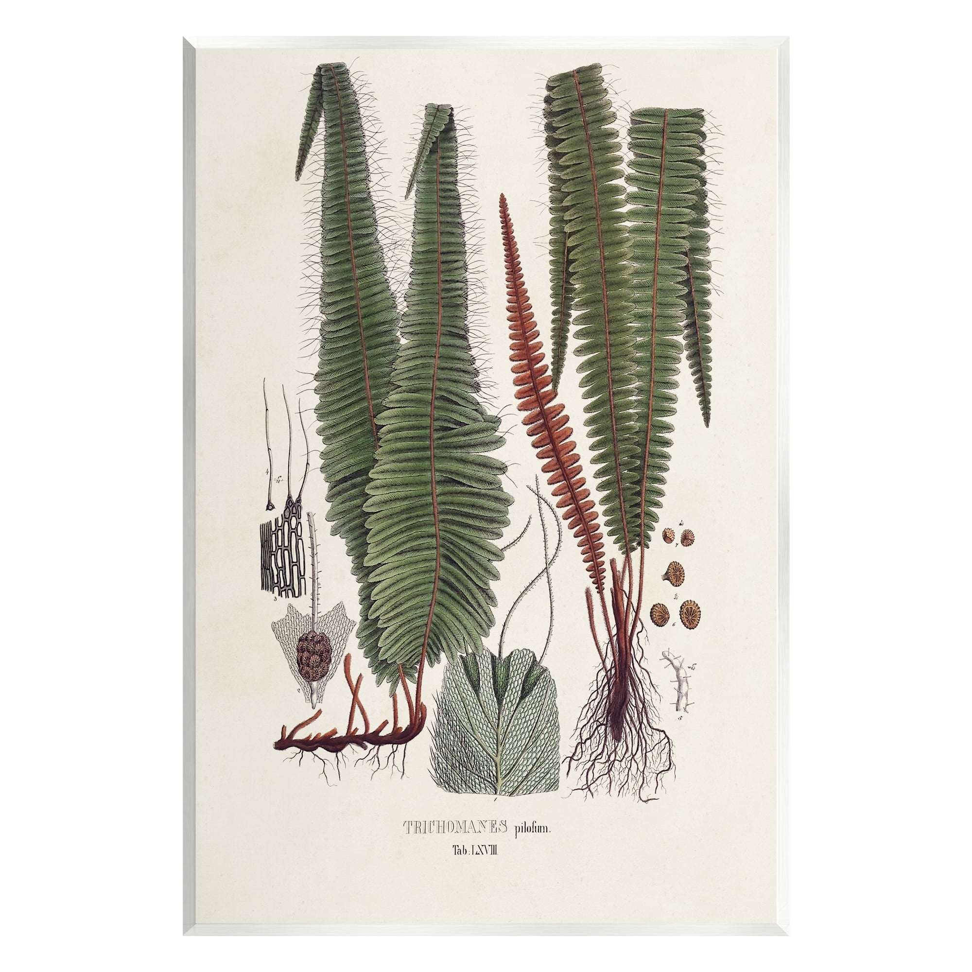Vintage Botanical Fern Study Art Print on MDF Wood, 10 x 15