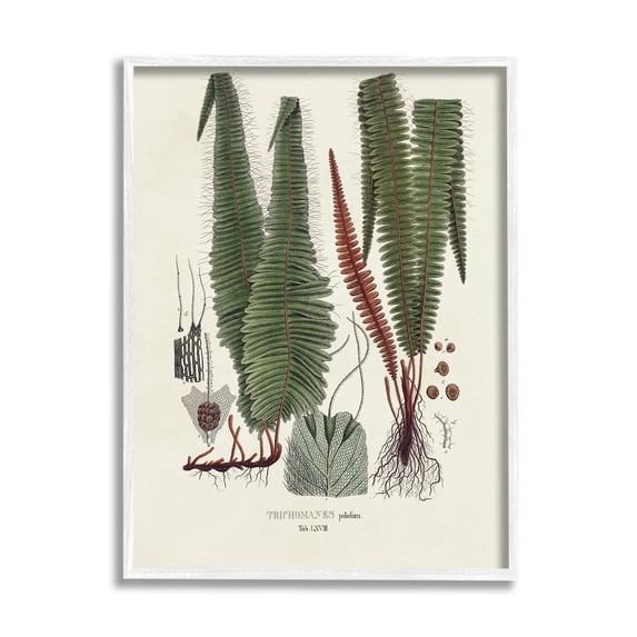 Stupell Industries Fern Latin Study Botanical & Floral Painting White Framed Art Print Wall Art, 16 x 20
