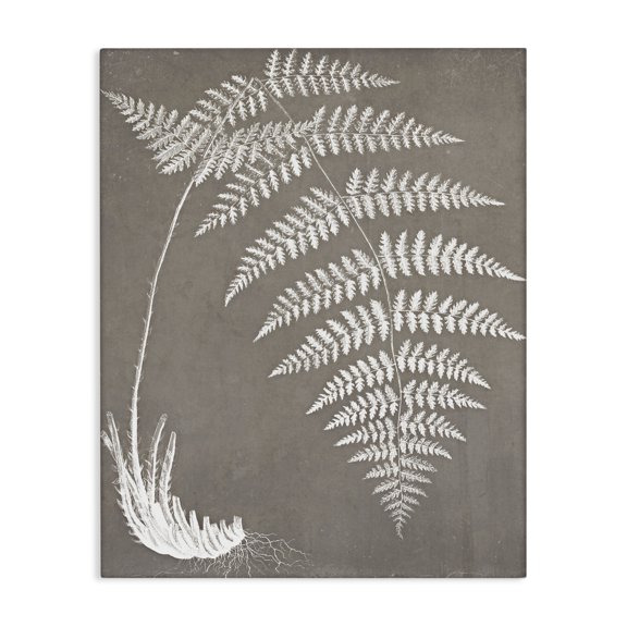 Stupell Industries Transitional Fern Leaves Roots Growing Botanicals Neutral Tones Canvas Art, 24 x 30, by Graffitee Studios