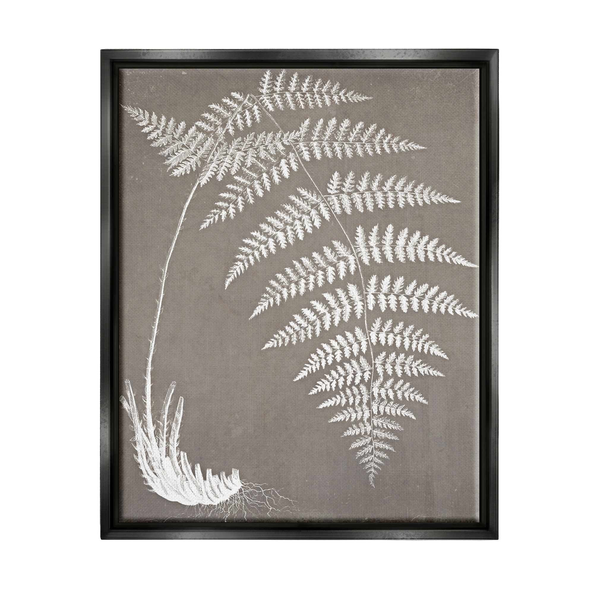 Stupell Industries Fern Leaves Roots Growing Botanicals Neutral Tones Graphic Art Jet Black Floating Framed Canvas Print Wall Art, Design by Graffitee Studios