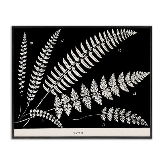 Stupell Industries Fern Studies on Black Floral Painting Black Framed Art Print Wall Art, 14 x 11