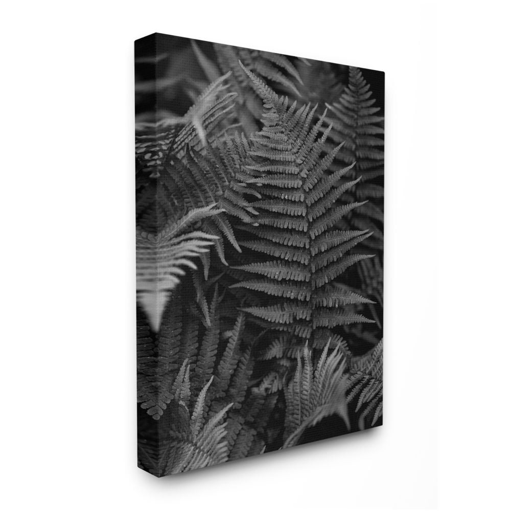 Stupell Industries Ferns in the Forest Black and White Photograph Designed by Unsplash
