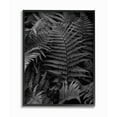thumbnail image 1 of Stupell Industries Ferns in the Forest Black and White Photograph Designed by Unsplash, 1 of 6