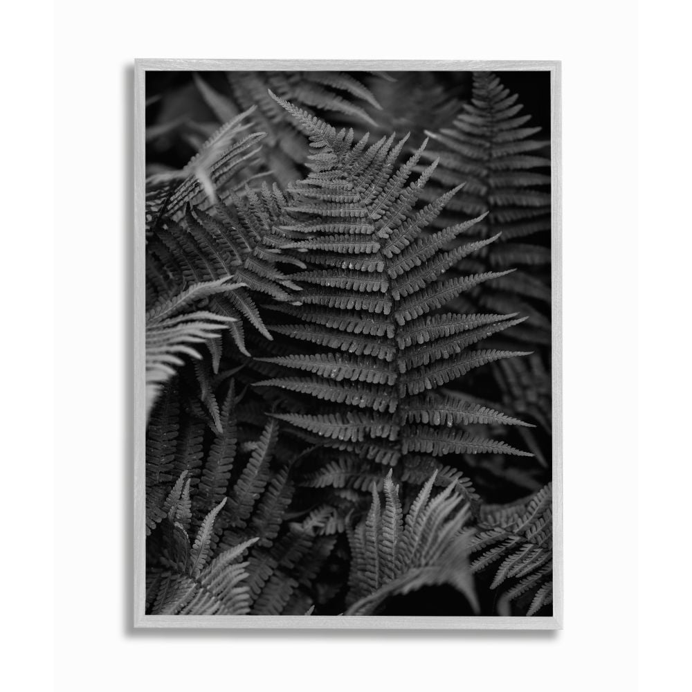 Stupell Industries Ferns in the Forest Black and White Photograph Designed by Unsplash