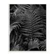 thumbnail image 1 of Stupell Industries Ferns in the Forest Black and White Photograph Unframed Art Print Wall Art, 10x15, by Unsplash, 1 of 5