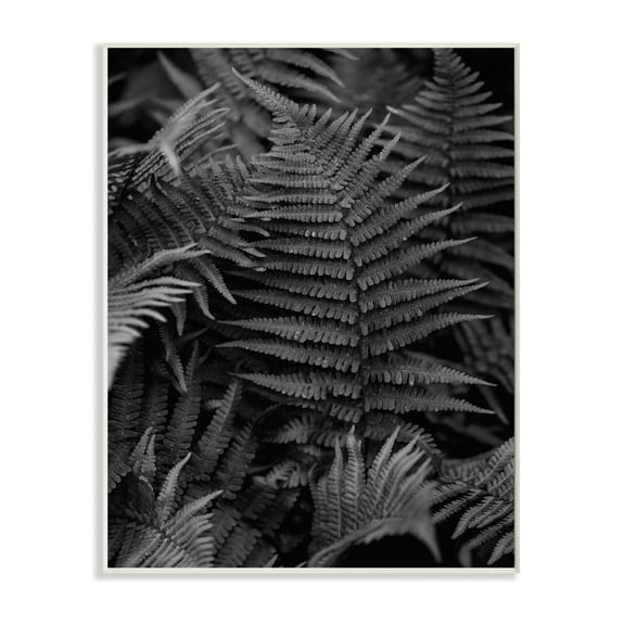 Stupell Industries Ferns in the Forest Black and White Photograph Unframed Art Print Wall Art, 10x15, by Unsplash