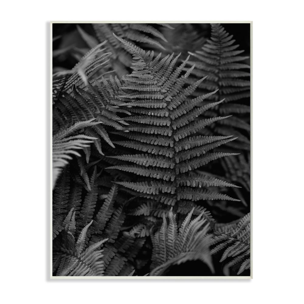 Black and White Ferns Photograph Wood Wall Art, 13 x 19
