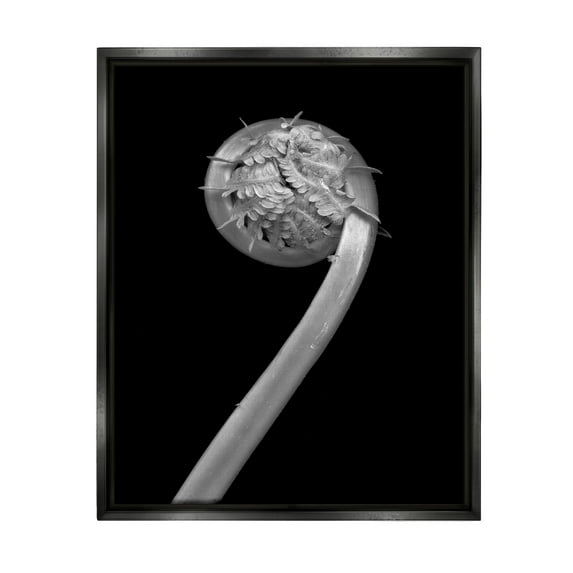 Stupell Industries Fiddlehead Fern on Black Botanical & Floral Photography Black Floater Framed Art Print Wall Art, 17 x 21