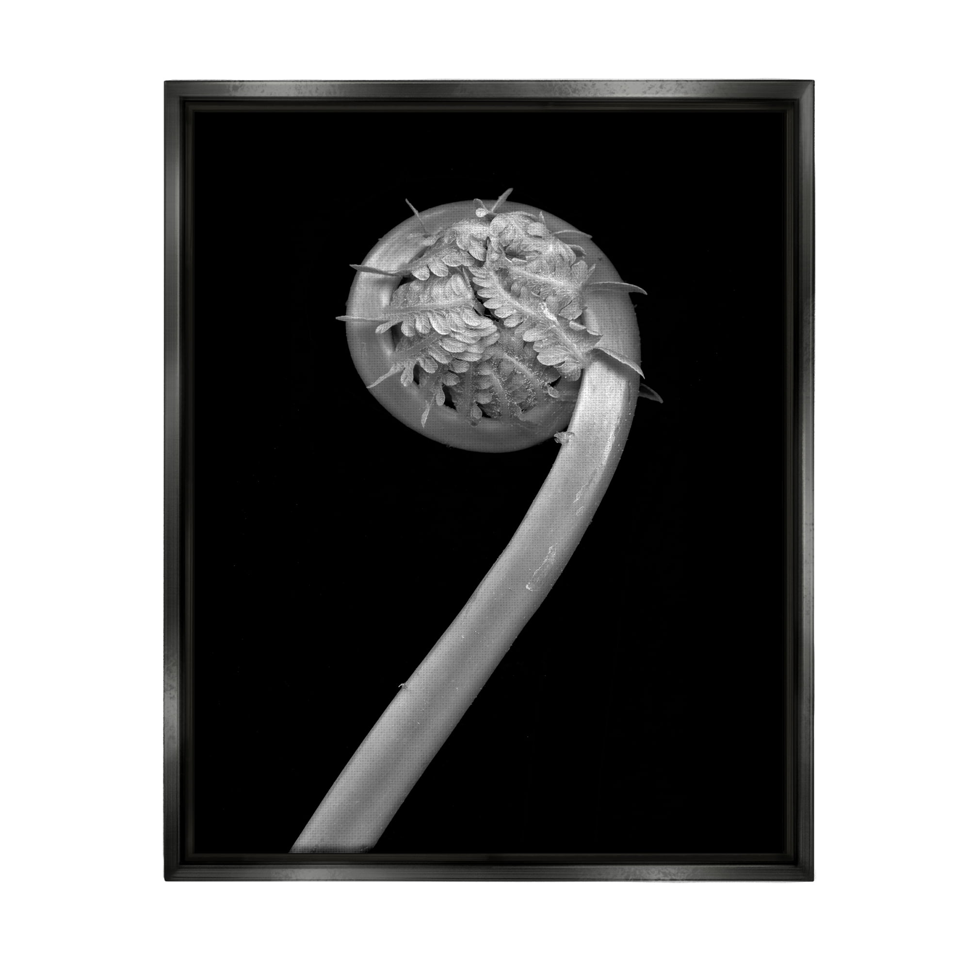 Stupell Industries Fiddlehead Fern on Black Botanical & Floral Photography Black Floater Framed Art Print Wall Art, 25 x 31