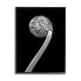 thumbnail image 1 of Stupell Industries Fiddlehead Fern on Black Botanical & Floral Photography Black Framed Art Print Wall Art, 11 x 14, 1 of 9