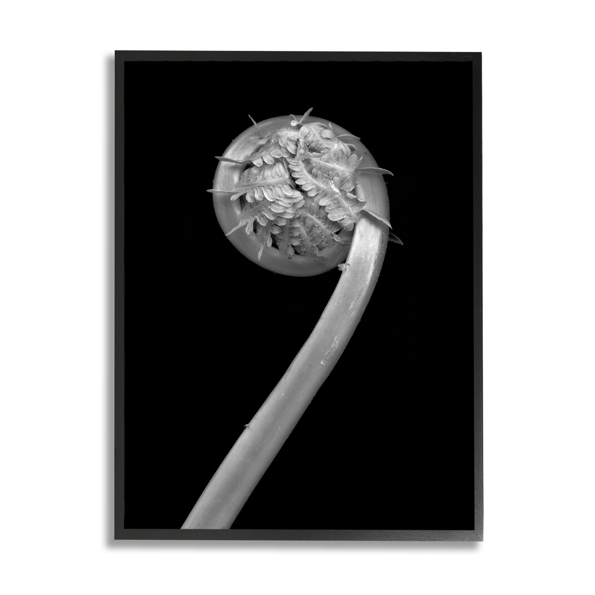Stupell Industries Fiddlehead Fern on Black Botanical & Floral Photography Black Framed Art Print Wall Art, 16 x 20