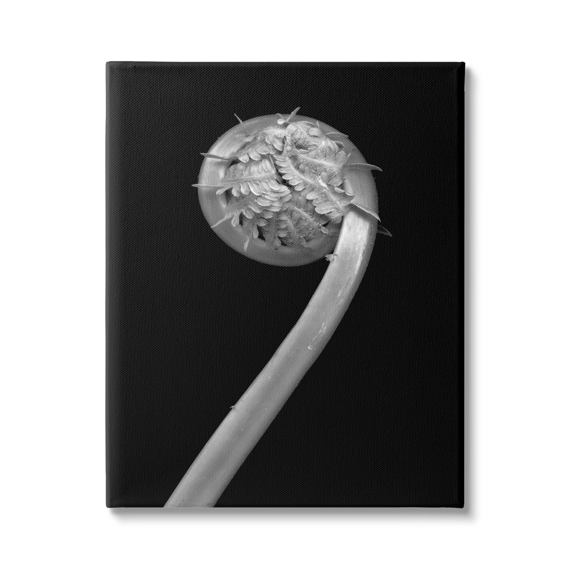 Stupell Industries Fiddlehead Fern on Black Botanical & Floral Photography Gallery Wrapped Canvas Print Wall Art, 36 x 48