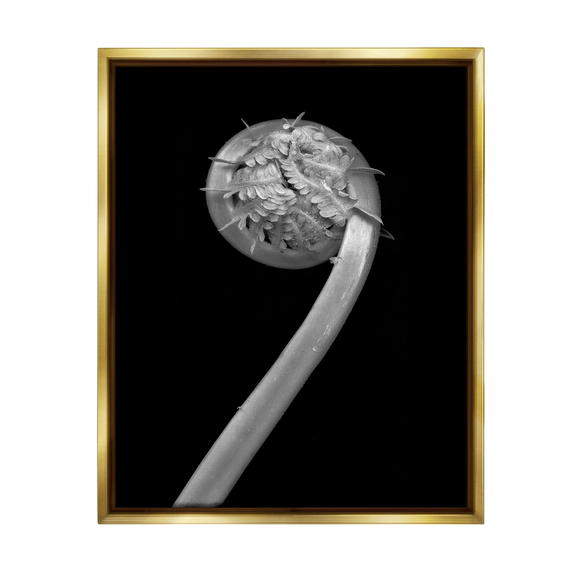 Stupell Industries Fiddlehead Fern on Black Botanical & Floral Photography Gold Floater Framed Art Print Wall Art, 25 x 31