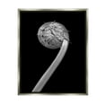 thumbnail image 1 of Stupell Industries Fiddlehead Fern on Black Botanical & Floral Photography Gray Floater Framed Art Print Wall Art, 17 x 21, 1 of 10
