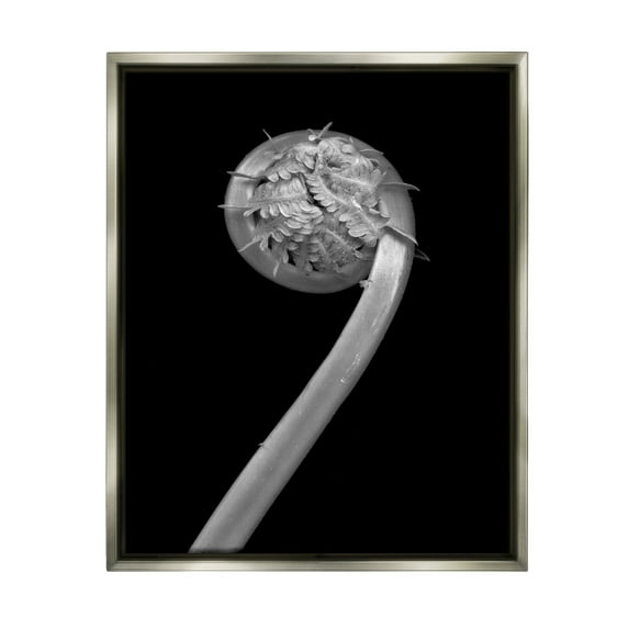 Stupell Industries Fiddlehead Fern on Black Botanical & Floral Photography Gray Floater Framed Art Print Wall Art, 17 x 21