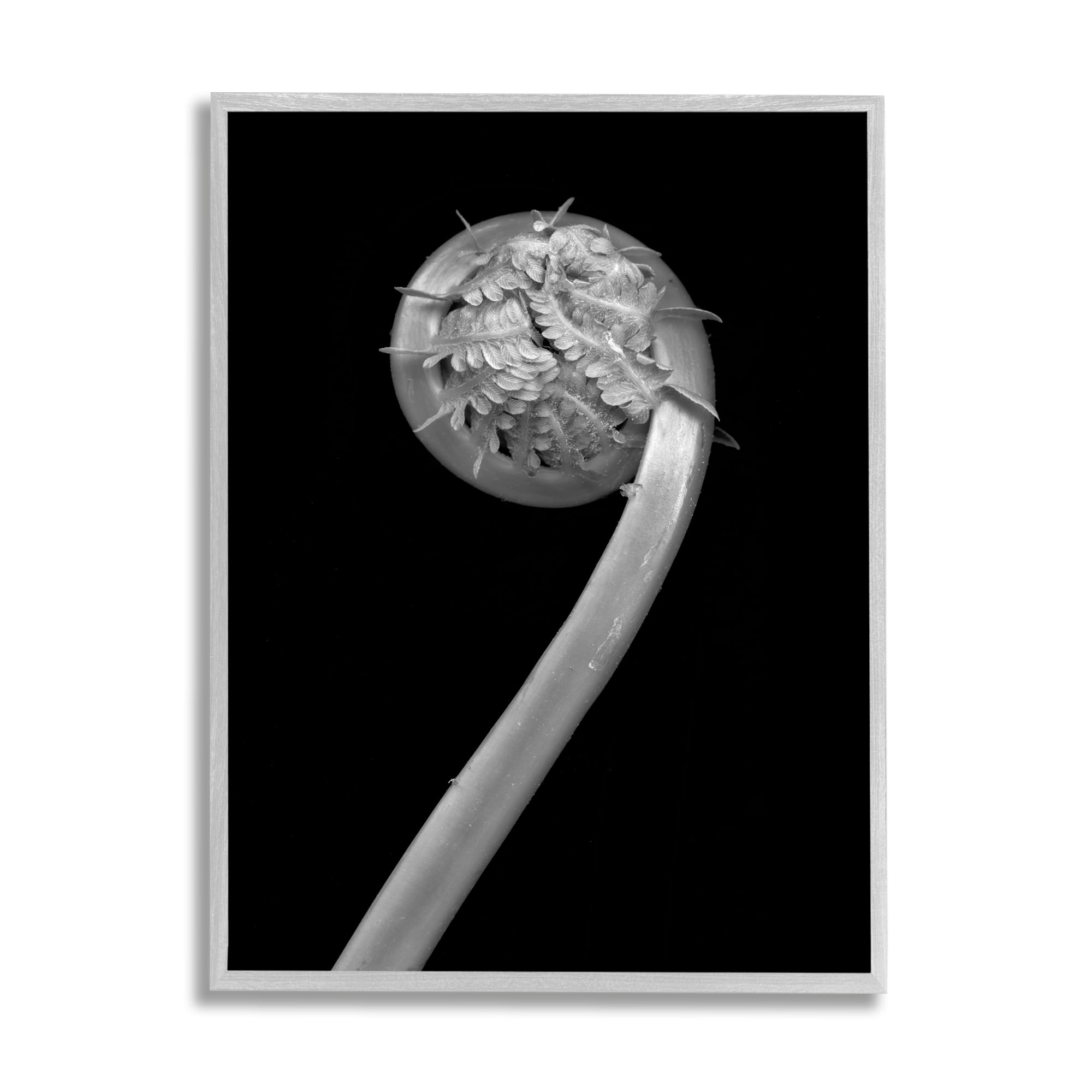 Stupell Industries Fiddlehead Fern on Black Botanical & Floral Photography Gray Framed Art Print Wall Art, 16 x 20