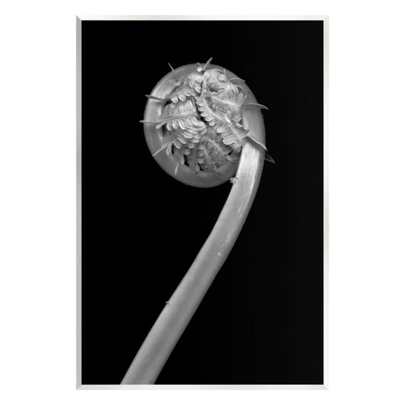 Stupell Industries Fiddlehead Fern on Black Botanical & Floral Photography Unframed Art Print Wall Art, 10 x 15