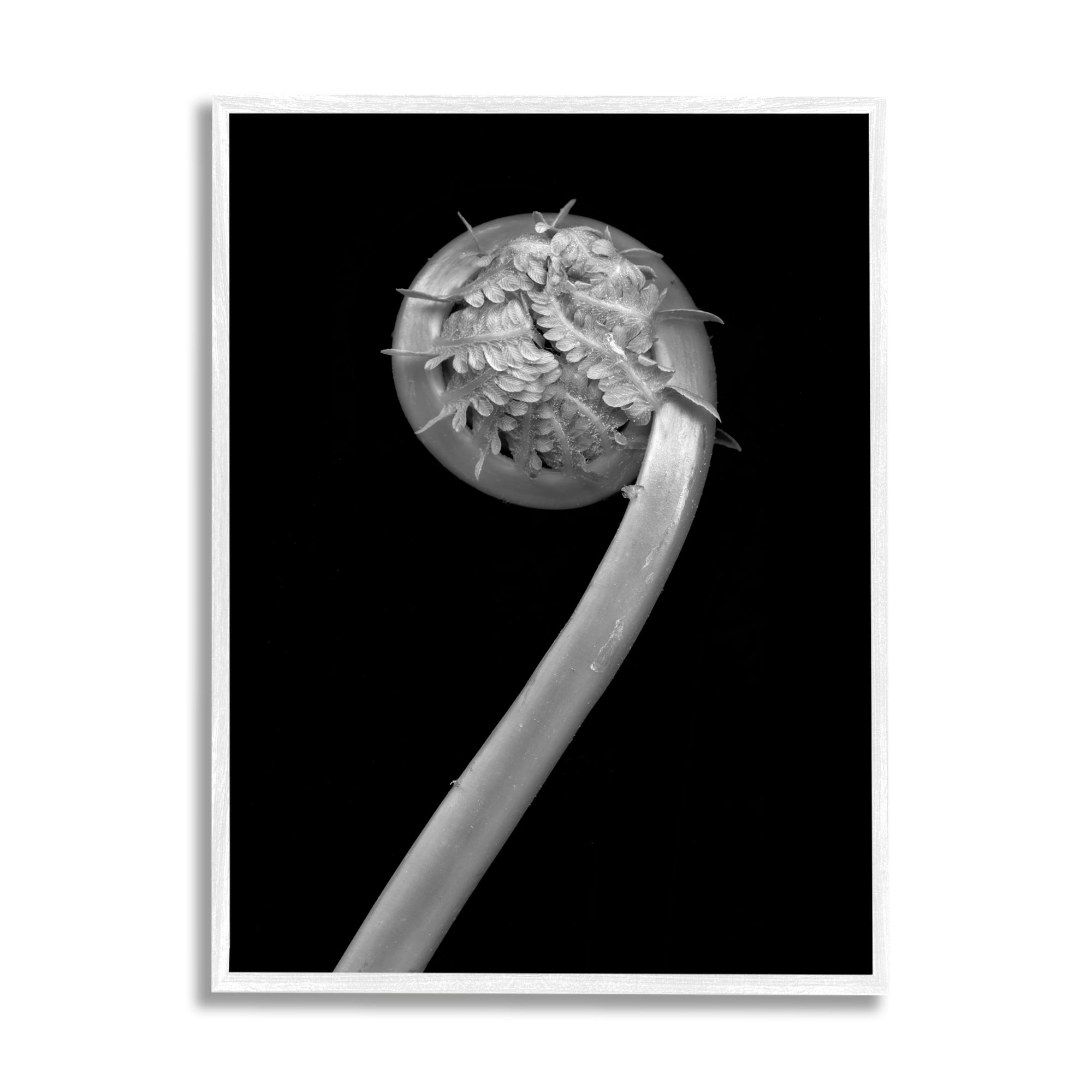Stupell Industries Fiddlehead Fern on Black Botanical & Floral Photography White Framed Art Print Wall Art, 11 x 14