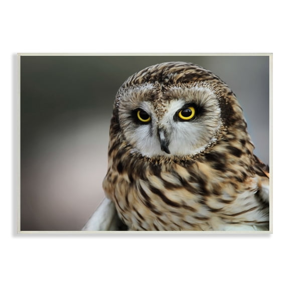 Stupell Industries Fierce Hunting Owl Modern Bokeh Photography Effect ,15 x 10, Design by Daniel Sproul