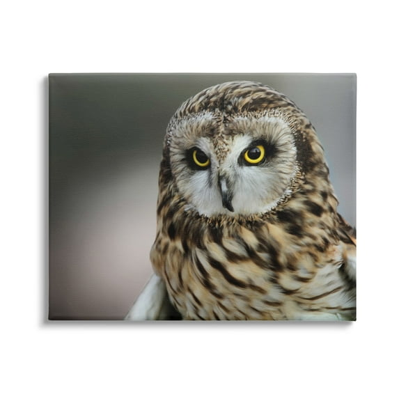 Stupell Industries Fierce Hunting Owl Modern Bokeh Photography Effect ,20 x 16, Design by Daniel Sproul