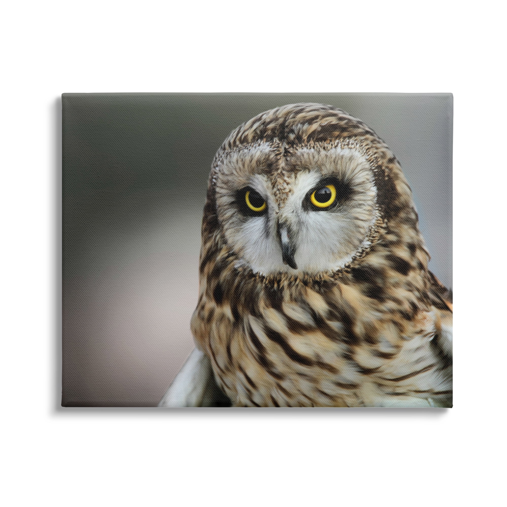 Stupell Industries Fierce Hunting Owl Modern Bokeh Photography Effect ,48 x 36, Design by Daniel Sproul