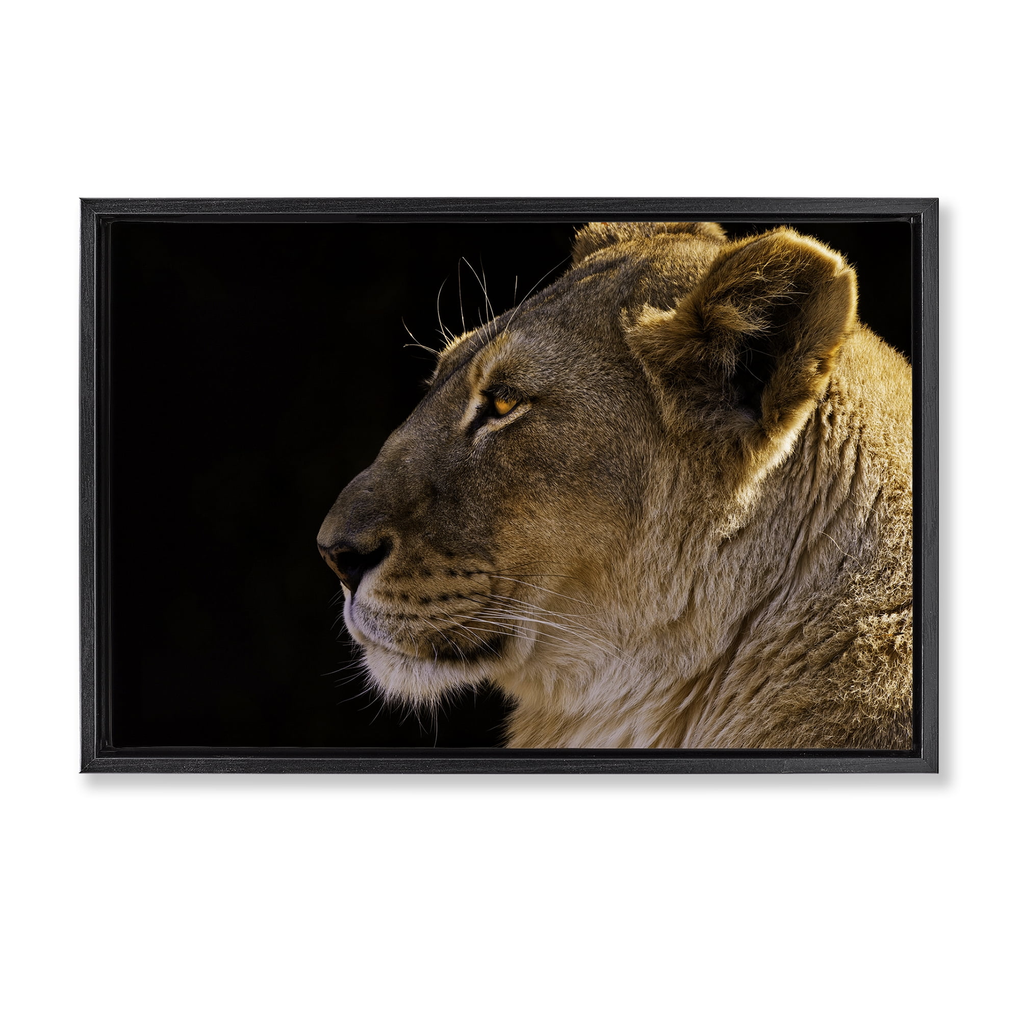 Stupell Industries Fierce Lion Looking Left Animals Photography Black Floater Framed Canvas Art Print Wall Art, 25 x 17