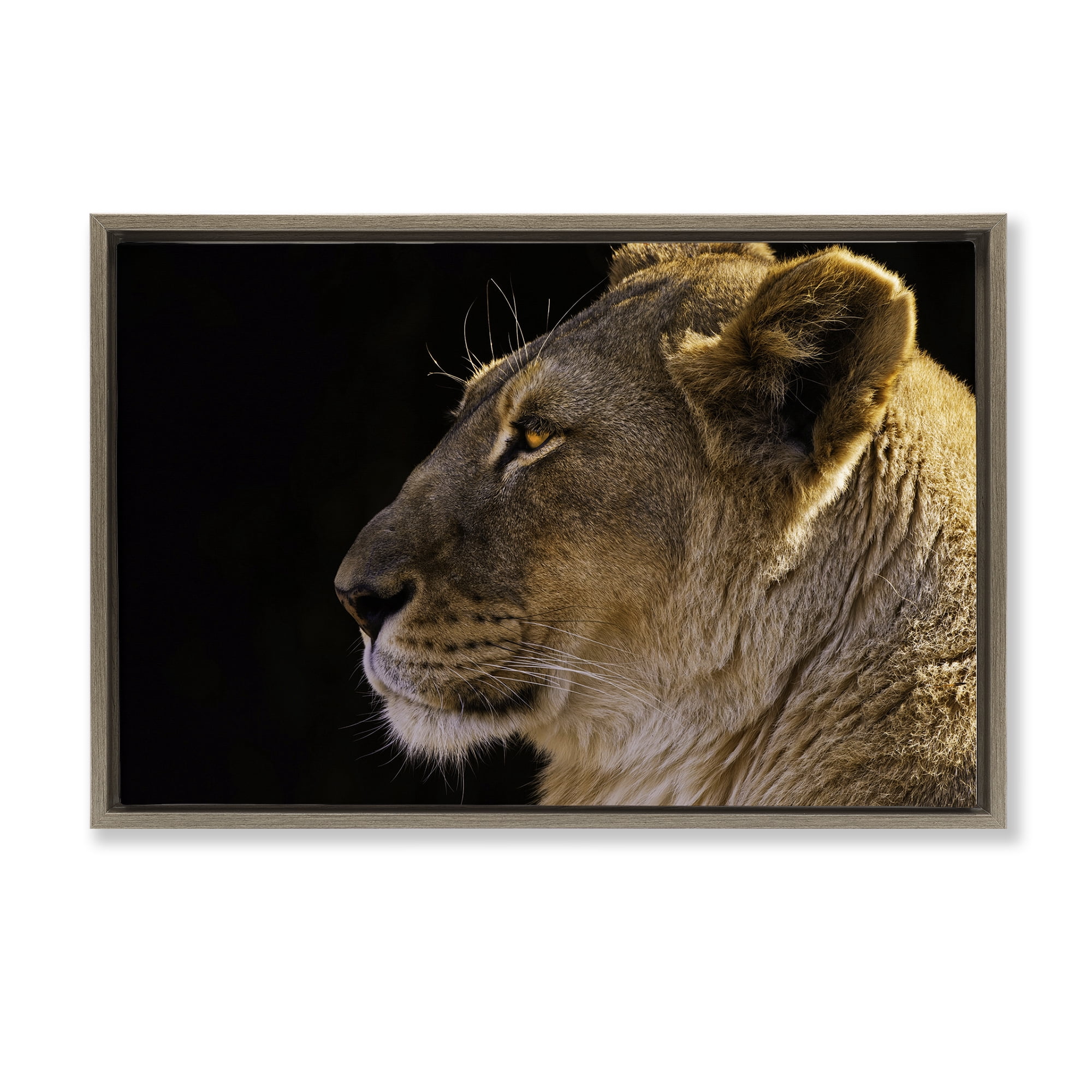 Stupell Industries Fierce Lion Looking Left Animals Photography Brown Floater Framed Canvas Art Print Wall Art, 25 x 17